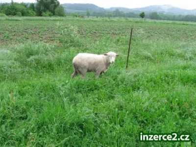 ovce Merino