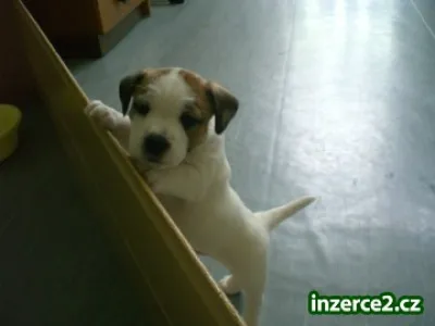 štěňata Jack Russell terier