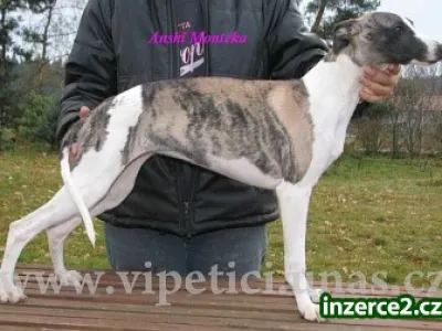 vipet-whippet