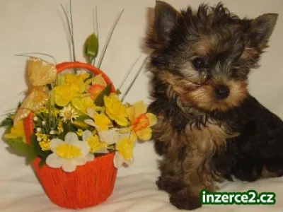 orkshire terrier s PP