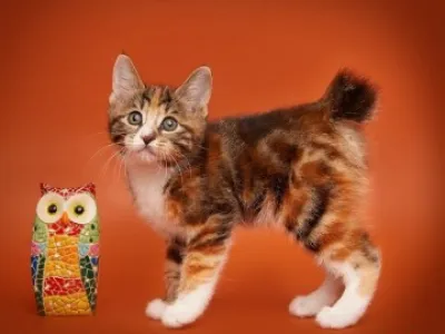 Kurilský Bobtail s PP