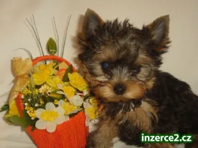 Yorkshiure terrier s Pp