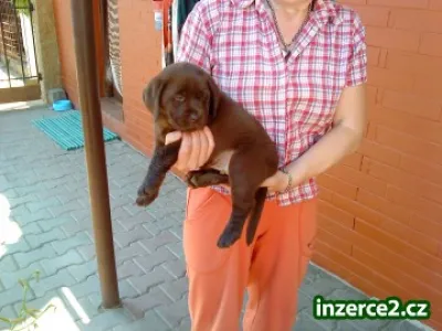 Labradorský retrívr