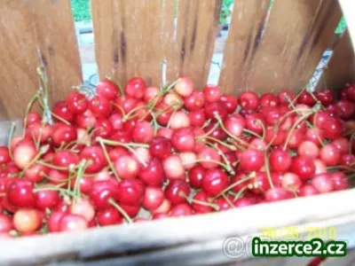 Třešně