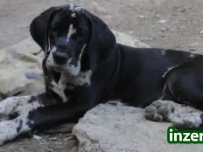 Německá doga černá a šedý tygr
