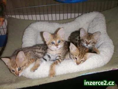 Úžasný Serval koťata, Savannah koťátka a Bengálsko Koťata na prodej.