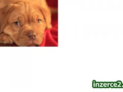 Krásná štěnátka Bordeauxské dogy