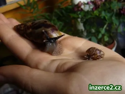 Nabizim mladata Achatina reticulata