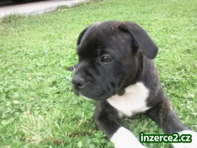 Staffordšírský Bullterrier