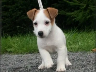 Jack russell terier