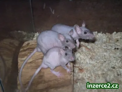 Skinny potkánci