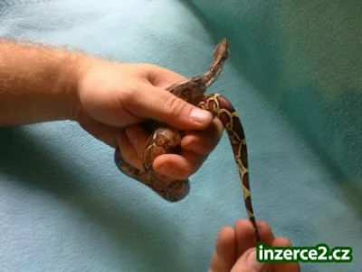 BOA CONSTRICTOR