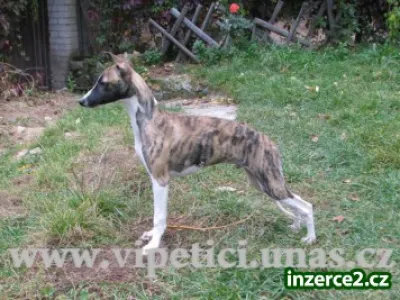 vipet-whippet