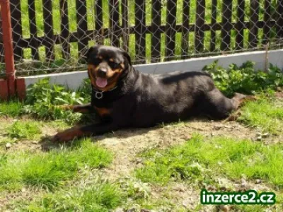 Fena rottweilera 8 let s PP
