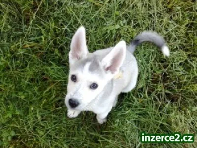 Sibiřský husky štěňata na přijetí