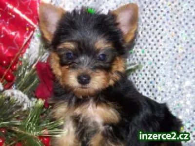 Roztomilé a roztomilý Yorkie štěňata pro přijetí