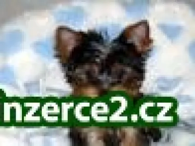 roztomilé a roztomilý Yorkie štěňátka
