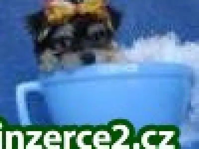 roztomilé a roztomilý Yorkie štěňátka