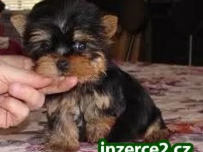 nádherná a pěkně vypadající Yorkie štěňata je nyní k dispozici