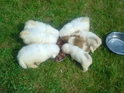 Prodám čistokrevná štěňátka Coton de Tulear bez PP