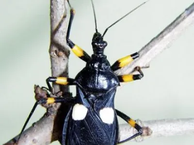 Zákeřnice dvojtečná - (Platymeris biguttatus)-