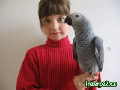 Žako a papoušek senegalský