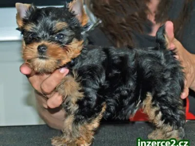 Krásná a malé (plechová šálek čaje) Yorkie Štěňata