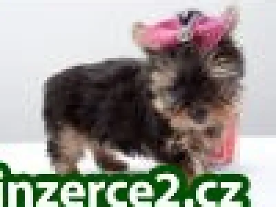 roztomilé a roztomilý šálek Yorkie štěňátka čekají na nové domovy a rodiny