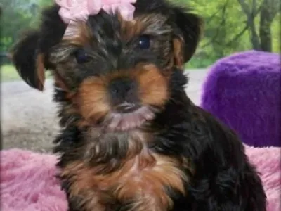 roztomilé a roztomilý šálek Yorkie štěňátka čekají na nové domovy a rodiny