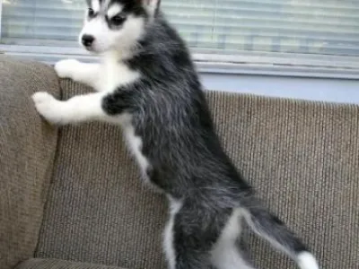 rozkošný modré oči sibiřský husky štěňata pro přijetí