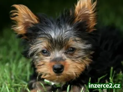 x hmotnost samec a samice Yorkie štěňata pro přijetí!