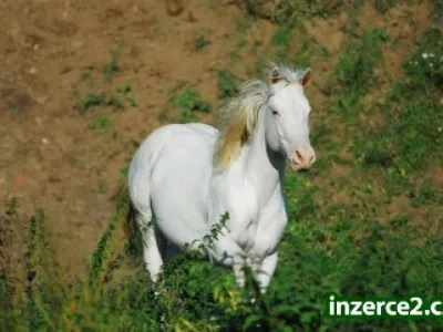 appaloosa připouštění