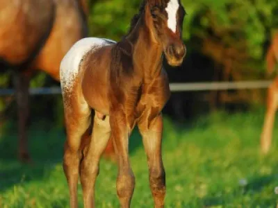 appaloosa hříbata