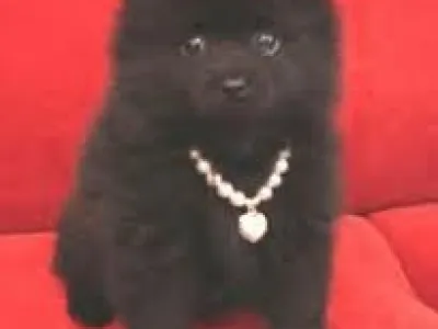 pomeranian štěňata pro přijetí roztomilé a roztomilý