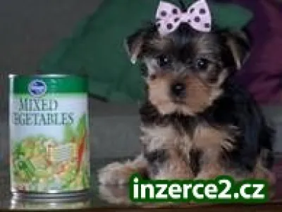 dobře vyškolených a hledají Yorkie štěňata pro přijetí