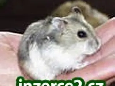 prodám křečky