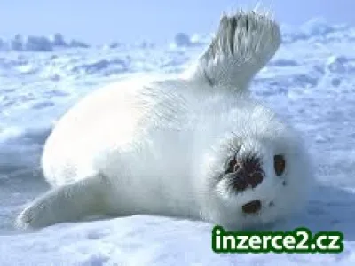 Rozjeďte si druhý příjem