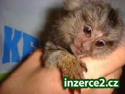 zakrslý opice k dispozícii.