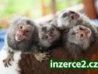 Kosmáč zakrslý Monkeys pre prijatie.