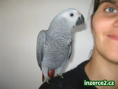 Žako a Papoušek senegalský