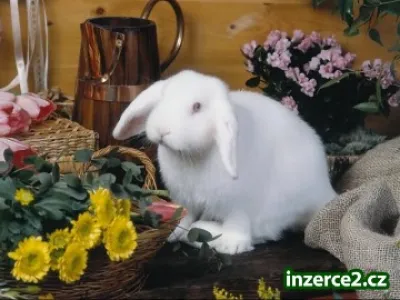 To nejlepší pro vaše mazlíčky:o)