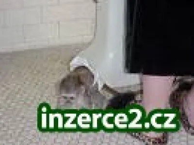 Dvě krásné kapucín opice PRO PŘIJETÍ