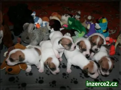 Jack russell terier