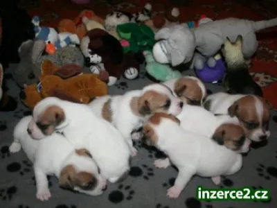 Jack russell terier