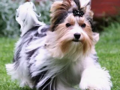 Yorkshire - Biewer yorkshire terrier-KRYTÍ