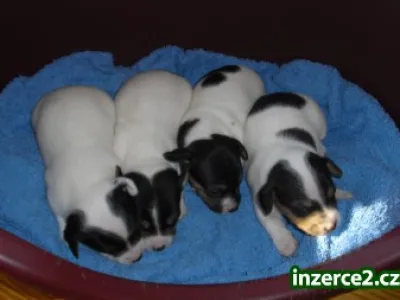 jack russel terier