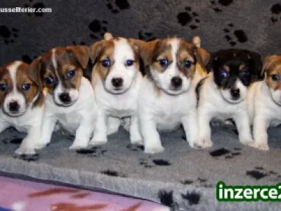 Jack russell terier