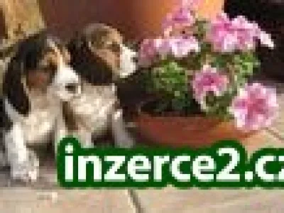 Beagles TRICOLORES francouzský linka pro přijetí