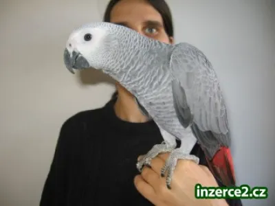 Žako a Papoušek senegalský