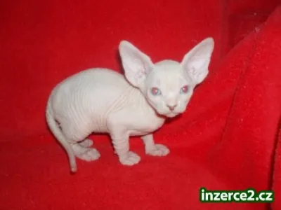 Kanadský Sphynx s PP.